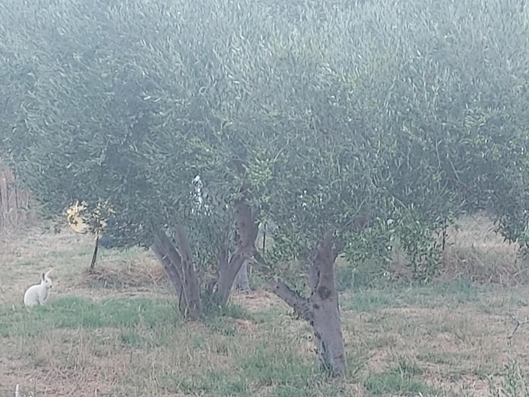Principessa Telendos Villa Kalymnos Town Bagian luar foto
